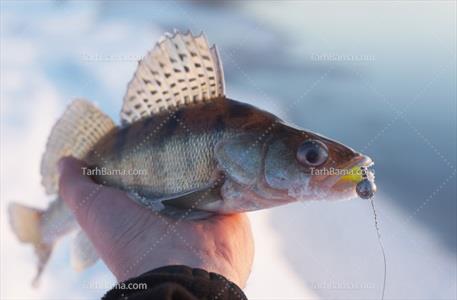 تصویر با کیفیت ماهی در درست انسان